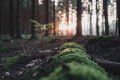 Cognitive Reframing: Transforming Adversity into Resilience and Purpose