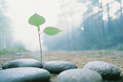 Neuro-alchemy: How to turn stress into resilience and personal growth