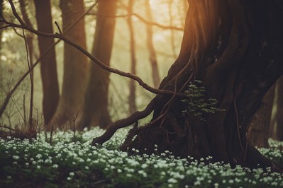 Unlocking the Mind: How Self-Directed Neurogenesis Can Redesign Your Brain and Life