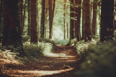 Unlocking Purposeful Success: A Step-by-Step Guide to Aligning Ambition, Well-Being, and Authentic Fulfillment