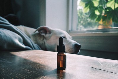 Bočica CBD ulja i pas uz vlasnika