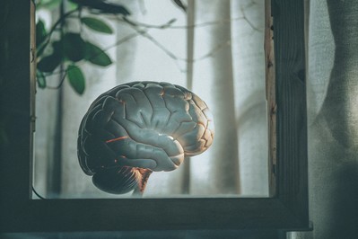 Neuroscience Insights on Brain Integration and Decision Strategies
