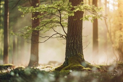 Turning Pain into Purpose: The Science and Practice of Motivational Coaching After Trauma