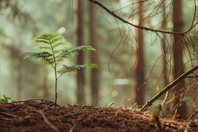 Everyday Neurogenesis: How Intentional Habits Shape a Resilient Mind
