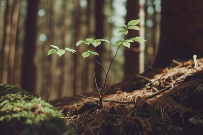 Self-Directed Neurogenesis: Redrawing the Map of Your Mind