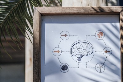 simplified brain map of valuation and reward circuits